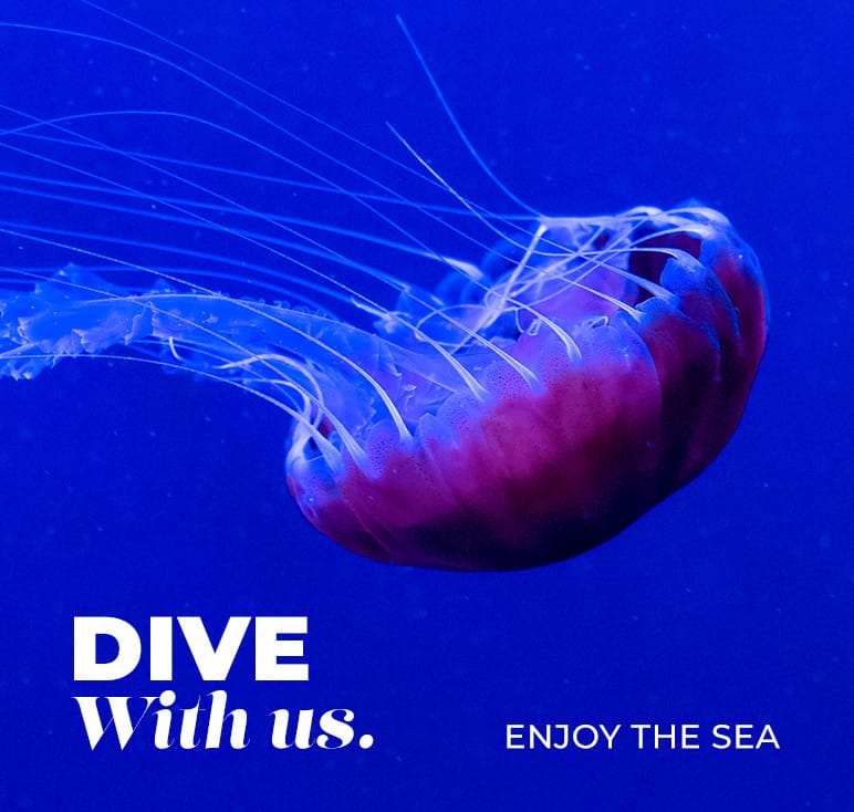 dive-with-us.jpg